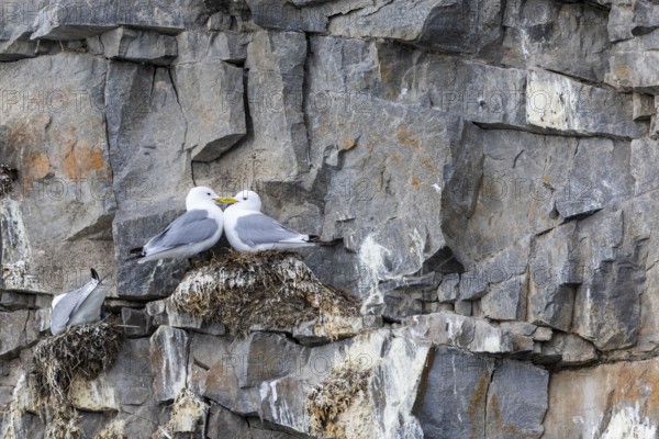 Group of kittiwakes (Rissa tridactyla) in a field wall, nesting sites, Mushamna, Spitsbergen, Svalbard
