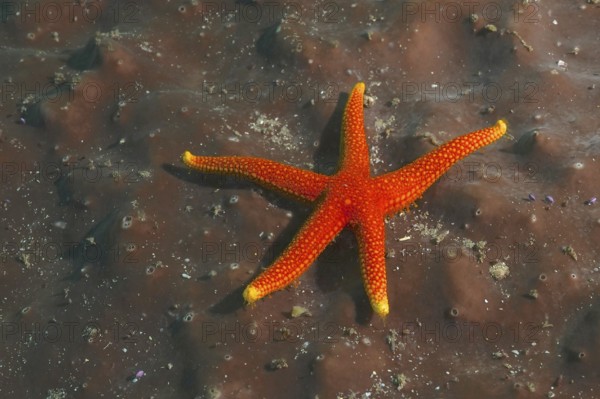 Schultz's starfish (Austrofromia schultzei)