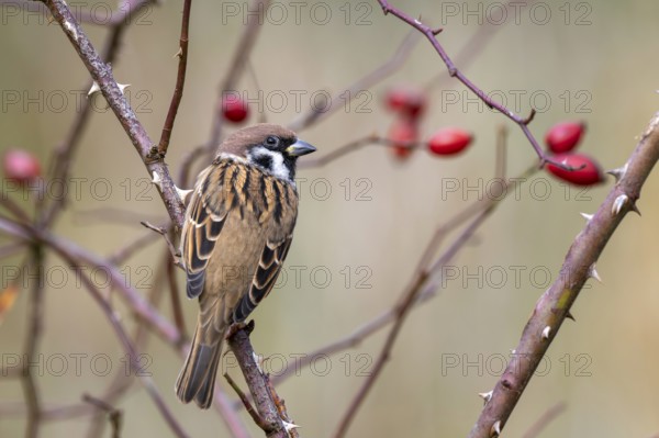 Tree sparrow (Passer montanus) sitting in a wild rose bush, Littlewood Ranch, Limbach, Burgenland, Austria
