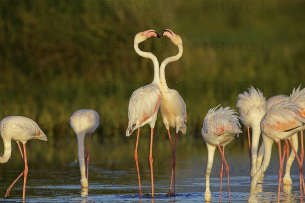 Pink flamingo, (Phoenicopterus ruber), Phoenicopterus roseus, animals, birds, flamingo, biotope, habitat, waters, foraging, group, Lesvos, Greece