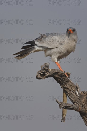 Pale Chanting Goshawk (Melierax canorus), Oshikoto, Namibia