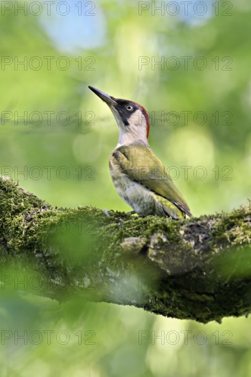 Green woodpecker, (Picus viridis), female sitting on a branch, Canton Zug, Switzerland