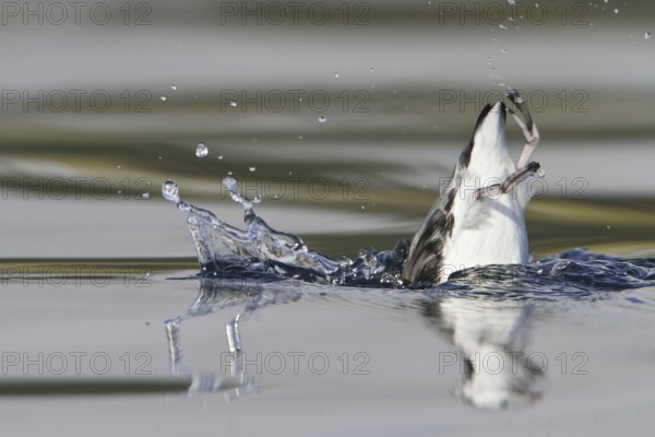 Ancient Murrelet (Synthliboramphus antiquus), British Columbia, Canada