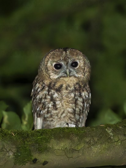 Tawny owl (Strix aluco), Westend Nord, Frankfurt am Main, Hesse, Germany