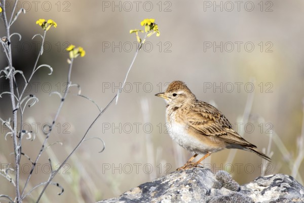 Greater Short-toed Lark (Calandrella brachydactyla) perched on a rock, Castile and Leon, Spain