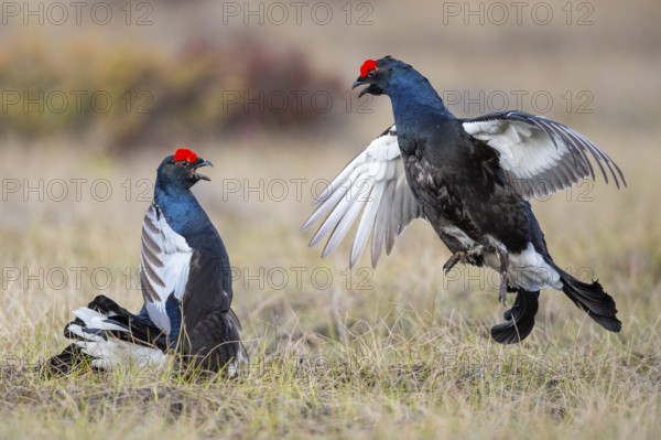 Black grouse (Lyrurus tetrix), black grouse courtship in Sweden, Fågelsjö, Gävleborgs län, Sweden