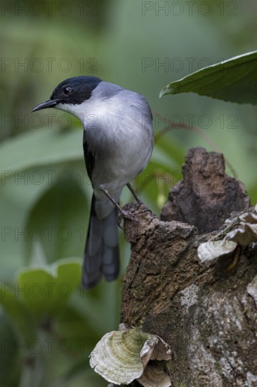 Black-headed Sibia (Heterophasia desgodinsi desgodinsi) perched on a stump, Yunnan, China