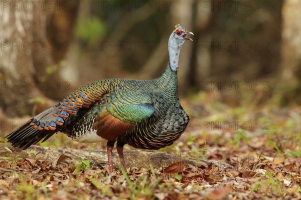 Ocellated Turkey (Meleagris ocellata) perched on the ground in Guatemala in Central America
