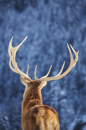 Red deer (Cervus elaphus) stag, portrait, backside, in the mountains in tirol, snow, Kitzbühel, Wildpark Aurach, Austria