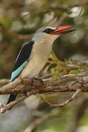 Woodland Kingfisher (Halcyon senegalensis), Africa