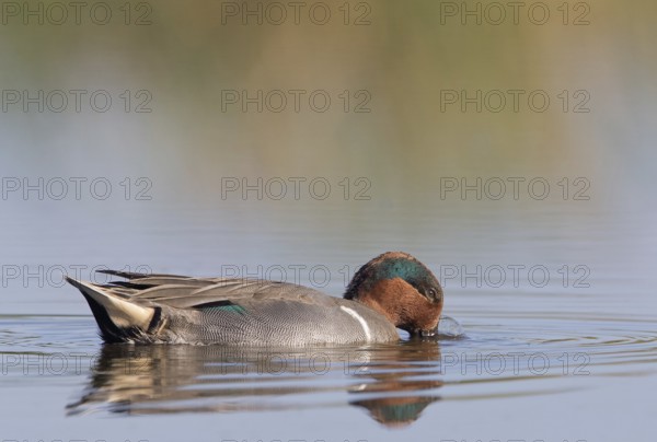 Green-winged Teal (Anas carolinensis) male, Florida, USA