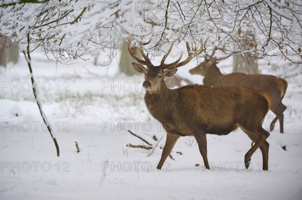 A stag stands proudly in the snowy forest while another can be seen in the background, winter, red deer (Cervus elaphus), Hesse, Germany