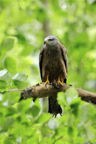 Black Kite (Milvus migrans), adult, alert, perch, Šumava, Czech Republic