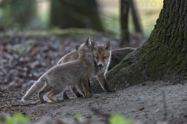 The more red fox cubs (Vulpes vulpes) a litter has, the more action takes place between them, rearing cubs, animal cubs, cute, playful, wrestling, May, Germany