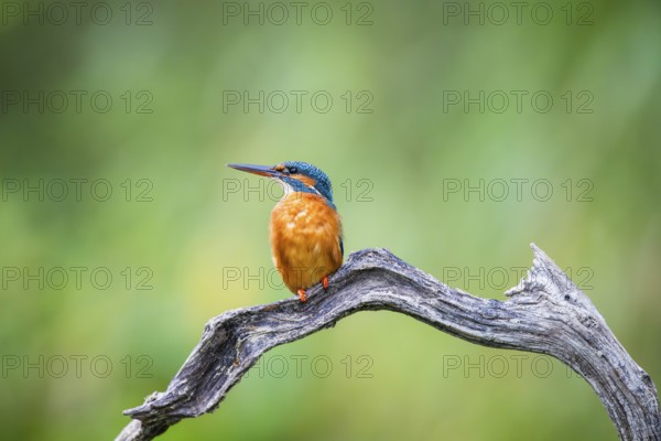 Common kingfisher (Alcedo atthis) sitting on an old wooden branch in late summer, wildife, Bavaria, Germany