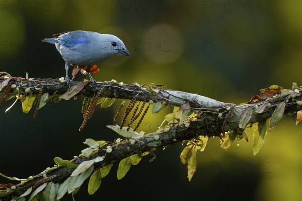 Blue-grey Tanager (Thraupis episcopus) perched on a branch, Costa Rica