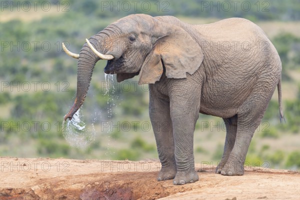 African elephant, (Loxodonta african), Addo Elephant National Park, Addo Camp, Western Cape, South Africa