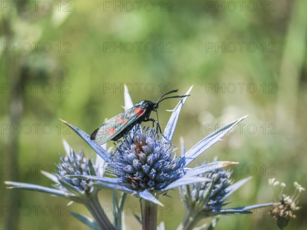 A six-spot burnet moth with vibrant red and black markings rests on a blue thistle bloom, illustrating the delicate balance and beauty of nature