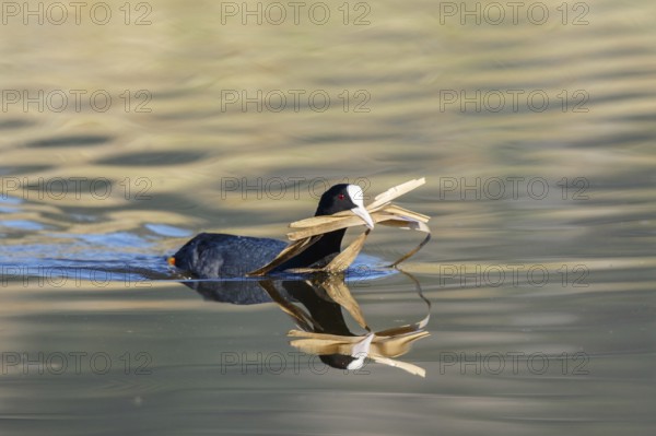 Eurasian Coot (Fulica atra) with nesting material in beak, Lesvos, Greece