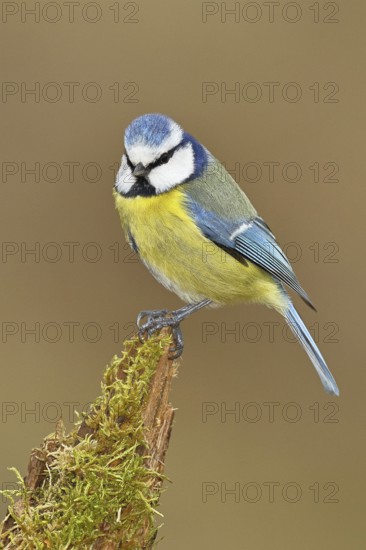 Blue tit (Parus caeruleus), sitting on moss-covered dead wood, Wilnsdorf, North Rhine-Westphalia, Germany