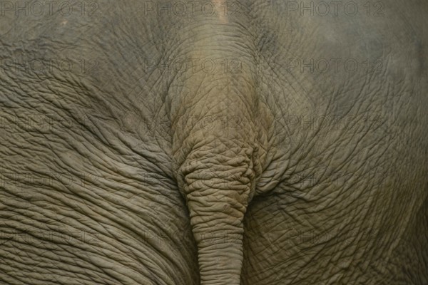 Detailed close-up of the wrinkled skin of an Asian elephant. Captured in Thailand, it highlights the texture and natural patterns of this majestic creature