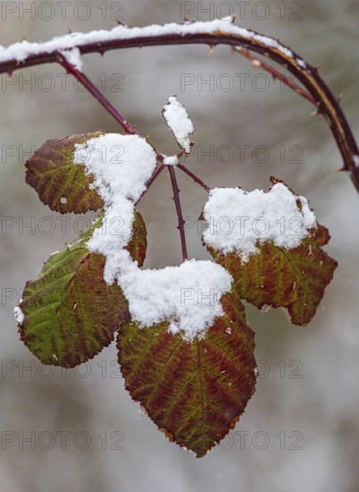 Schneebedeckte Blätter der Hunds-Rose (Rosa canina) in bunten Farben im Winter, Baden-Württemberg, Deutschland