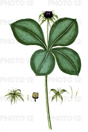 Paris quadrifolia, four-leaved monocot, digital reproduction of a historical model, between 1790 and 1810
