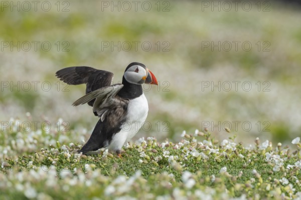 Atlantic puffin (Fratercula arctica) adult auk seabird bird flapping its wings amongst flowering Sea campion (Silene maritima) flowers in summer, Skomer island, Pembrokeshire, Wales, United Kingdom
