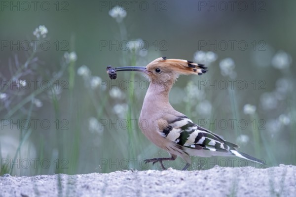 Eurasian Hoopoe (Upupa epops) with food in beak, Saxony-Anhalt, Germany