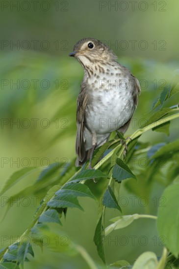 Swainson's Thrush (Catharus ustulatus), Texas, USA
