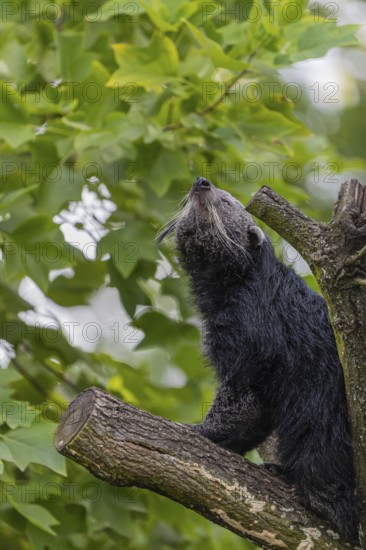 One binturong (Arctictis binturong), or bearcat balancing over branches framed by green leafs
