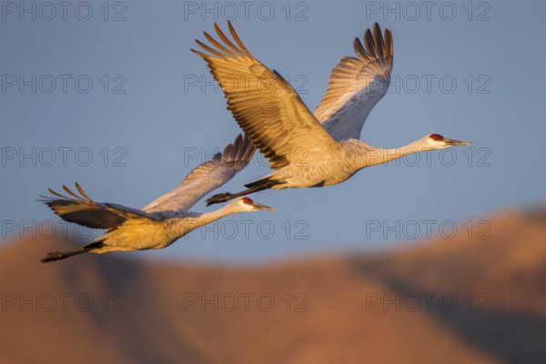 Sandhill Crane Grus canadensis tabida Bosque del Apache National Wildlife Refuge, New Mexico, United States 16 December Adult in flight at dawn. Gruidae