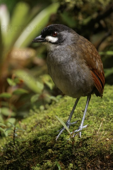 Jocotoco Antpitta (Grallaria ridgelyi) perched on the ground in the South of Ecuador