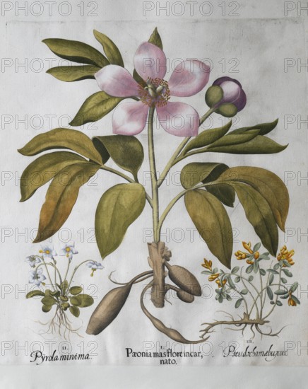 Moss eye (Moneses Uniflora), large-leaved peony (Paeonia Mascula), box-leaved crossflower (Polygala Chamaebuxus), hand-coloured copperplate engraving by Basilius Besler, from Hortus Eystettensis, 1613