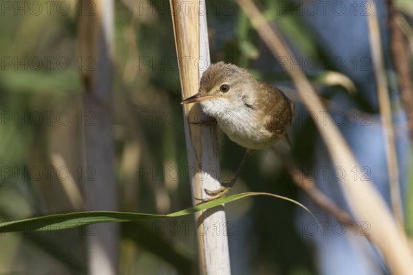 Common Reed Warbler - Teichrohrsänger - Acrocephalus scirpaceus ssp. fuscus, Cyprus