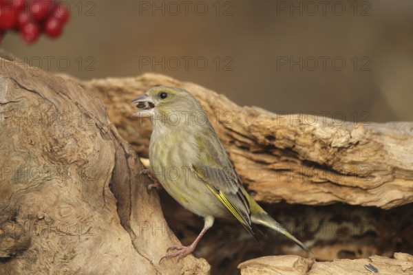 Greenfinch (Chloris chloris) at the winter feeding site, Allgäu, Bavaria, Germany, Allgäu, Bavaria, Germany
