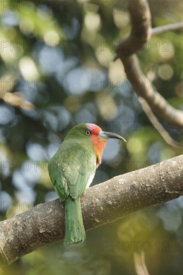 Red-bearded Bee-eater (Nyctyornis amictus), Kaeng Krachan, Thailand