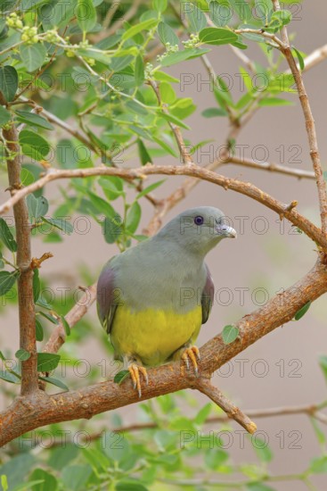 Waalia pigeon, (Treron waalia), family of pigeons, animals, birds, Middle East, pigeons, two birds on perch, Ayn Razat, Salalah, Dhofar, Oman