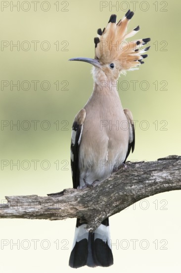 Eurasian Hoopoe (Upupa epops) perched on a branch, Serbia