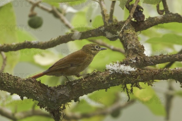Montane Foliage-gleaner (Anabacerthia striaticollis), Ecuador