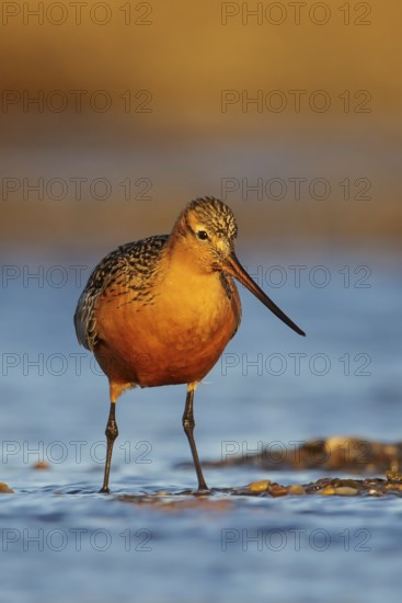 Bar-tailed Godwit (Limosa lapponica) feeding along a river in Nome, Alaska