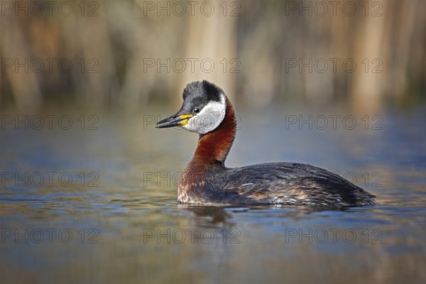 Red-necked Grebe (Podiceps grisegena), Saxony-Anhalt, Germany