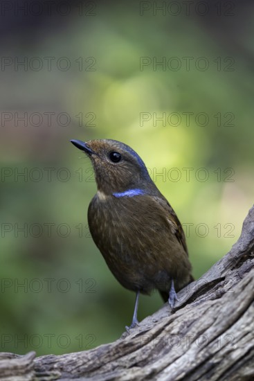 Large Niltava (Niltava grandis grandis) female, Yunnan, China