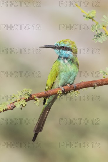Green Bee-eater (Merops orientalis), Eilat, Israel