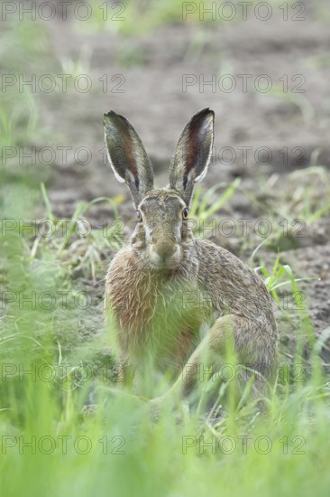 European hare (Lepus europaeus) sitting on a freshly harrowed field, looking into the camera, North Rhine-Westphalia, Germany