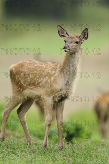 A young deer with white spots stands in a meadow and looks into the distance, red deer (Cervus elaphus), Bavaria