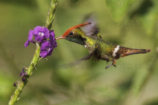 Rufous-crested Coquette (Lophornis delattrei) flying while feeding at a flower in Manu National Park, Peru