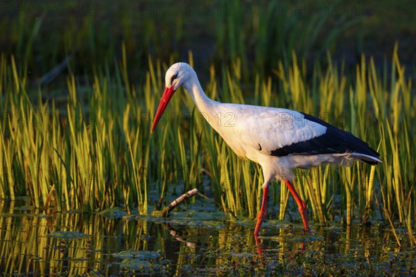 White Stork (Ciconia ciconia) foraging, North Rhine-Westphalia, Germany