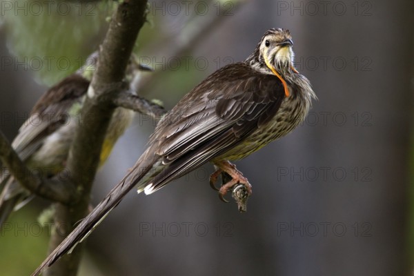 Yellow Wattlebird (Anthochaera paradoxa), Tasmania, Australia