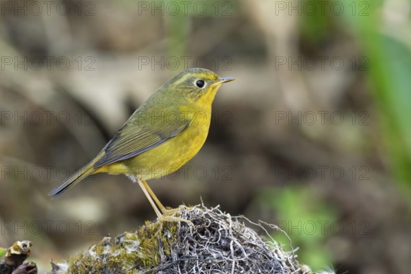 Golden Bush Robin (Tarsiger chrysaeus) female, Thailand